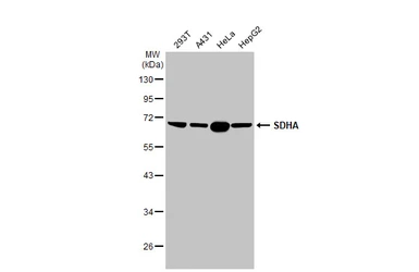 Anti-SDHA antibody [HL1117] used in Western Blot (WB). GTX636335