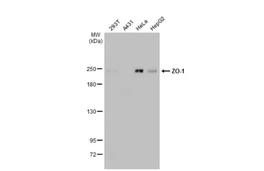 Anti-ZO-1 antibody [HL1133] used in Western Blot (WB). GTX636399
