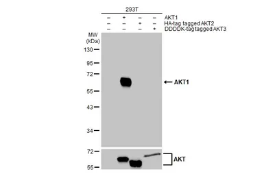 Anti-AKT1 antibody [HL1142] used in Western Blot (WB). GTX636413