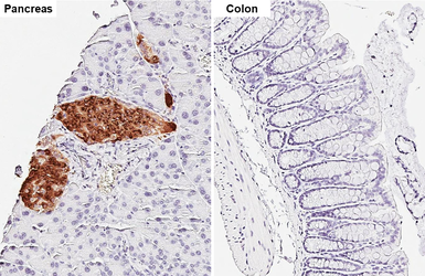 Anti-C-Peptide antibody [HL1158] used in IHC (Paraffin sections) (IHC-P). GTX636462