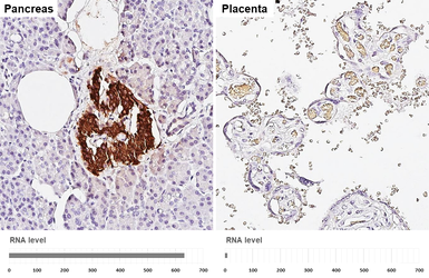 Anti-C-Peptide antibody [HL1158] used in IHC (Paraffin sections) (IHC-P). GTX636462