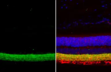 Anti-GAD65 antibody [HL1187] used in IHC (Paraffin sections) (IHC-P). GTX636493