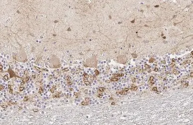 Anti-GAD65 antibody [HL1187] used in IHC (Paraffin sections) (IHC-P). GTX636493