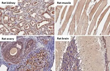 Anti-BNIP3L antibody [HL1203] used in IHC (Paraffin sections) (IHC-P). GTX636515
