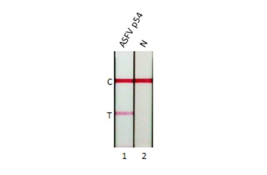Anti-ASFV p54 antibody [HL1218] used in Lateral Flow (Lateral Flow). GTX636562