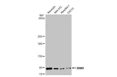 Anti-RRM1 antibody [HL1230] used in Western Blot (WB). GTX636578