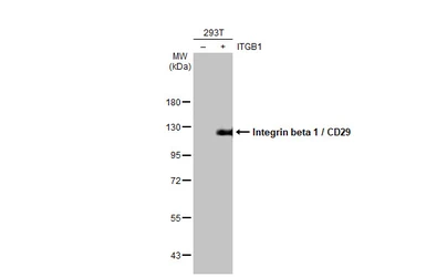 Anti-Integrin beta 1 / CD29 antibody [HL1255] used in Western Blot (WB). GTX636657