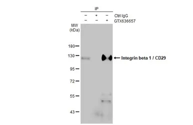 Anti-Integrin beta 1 / CD29 antibody [HL1255] used in Immunoprecipitation (IP). GTX636657