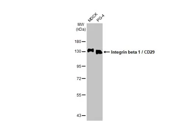 Anti-Integrin beta 1 / CD29 antibody [HL1256] used in Western Blot (WB). GTX636658