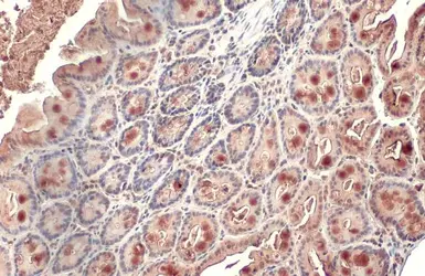 Anti-Alkaline phosphatase (intestinal) antibody [HL1268] used in IHC (Paraffin sections) (IHC-P). GTX636670
