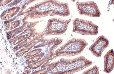 Anti-EpCAM antibody [HL1339] used in IHC (Paraffin sections) (IHC-P). GTX636759