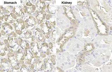 Anti-GSPT1 antibody [HL1346] used in IHC (Paraffin sections) (IHC-P). GTX636766