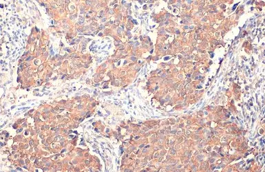 Anti-GSPT1 antibody [HL1346] used in IHC (Paraffin sections) (IHC-P). GTX636766