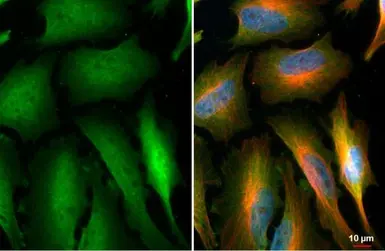Anti-NEK7 antibody [HL1348] used in Immunocytochemistry/ Immunofluorescence (ICC/IF). GTX636768