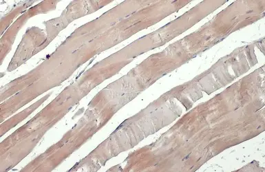 Anti-NEK7 antibody [HL1348] used in IHC (Paraffin sections) (IHC-P). GTX636768