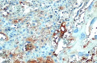 Anti-COL4A1 antibody [HL1351] used in IHC (Paraffin sections) (IHC-P). GTX636771