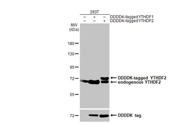 Anti-YTHDF2 antibody [HL1354] used in Western Blot (WB). GTX636774