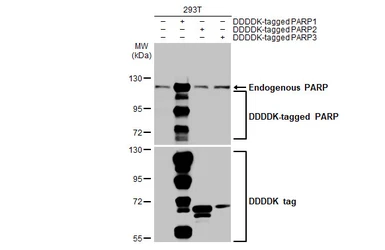Anti-PARP antibody [HL1364] used in Western Blot (WB). GTX636804