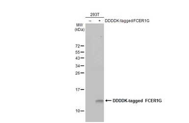 Anti-FCER1G antibody [HL1418] used in Western Blot (WB). GTX636884