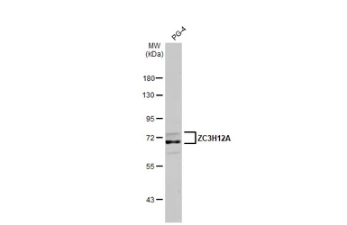 Anti-ZC3H12A antibody [HL1442] used in Western Blot (WB). GTX636914