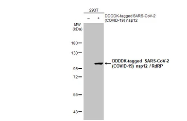 Anti-SARS-CoV-2 (COVID-19) nsp12 / RdRP antibody [HL1444] used in Western Blot (WB). GTX636916
