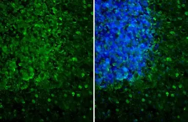 Anti-MC1 Receptor antibody [HL1471] used in IHC (Frozen sections) (IHC-Fr). GTX636945