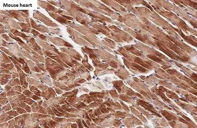 Anti-Cardiac Troponin I antibody [HL1489] used in IHC (Paraffin sections) (IHC-P). GTX636963