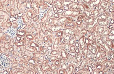 Anti-TOMM20 antibody [HL1493] used in IHC (Paraffin sections) (IHC-P). GTX636967