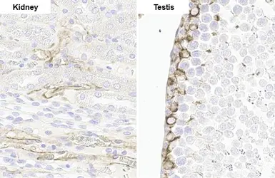 Anti-Vimentin antibody [HL1506] used in IHC (Paraffin sections) (IHC-P). GTX636980