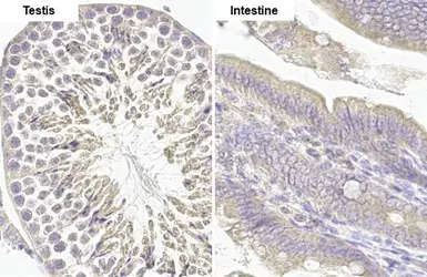 Anti-MCL1 antibody [HL1544] used in IHC (Paraffin sections) (IHC-P). GTX637019