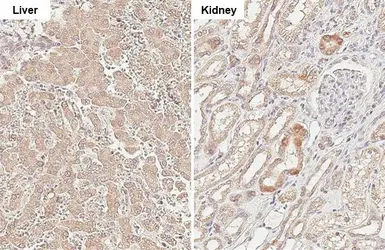 Anti-MCL1 antibody [HL1544] used in IHC (Paraffin sections) (IHC-P). GTX637019