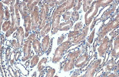 Anti-eIF4E antibody [HL1555] used in IHC (Paraffin sections) (IHC-P). GTX637030