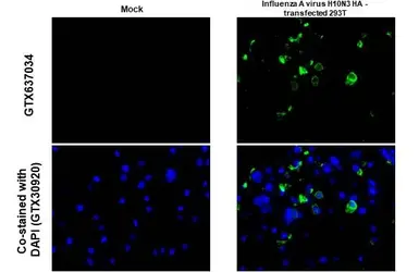 Anti-Avian Influenza A virus H10N3 HA (Hemagglutinin) antibody [HL1559] used in IHC-P (cell pellet) (IHC-P (cell pellet)). GTX637034