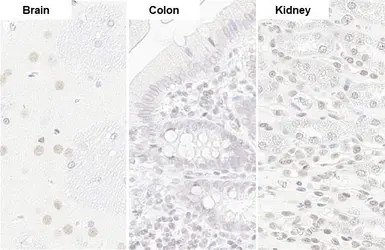 Anti-U2AF65 antibody [HL1583] used in IHC (Paraffin sections) (IHC-P). GTX637062