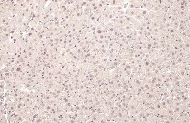 Anti-U2AF65 antibody [HL1583] used in IHC (Paraffin sections) (IHC-P). GTX637062