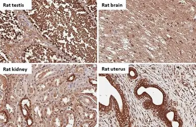 Anti-Calnexin antibody [HL1598] used in IHC (Paraffin sections) (IHC-P). GTX637077