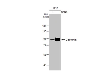 Anti-Calnexin antibody [HL1598] used in Western Blot (WB). GTX637077