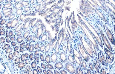 Anti-STAM antibody [HL1635] used in IHC (Paraffin sections) (IHC-P). GTX637128