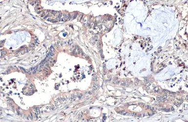 Anti-Wnt8a antibody [HL1648] used in IHC (Paraffin sections) (IHC-P). GTX637229