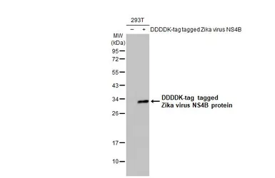 Anti-Zika virus NS4B protein antibody [HL1664] used in Western Blot (WB). GTX637262