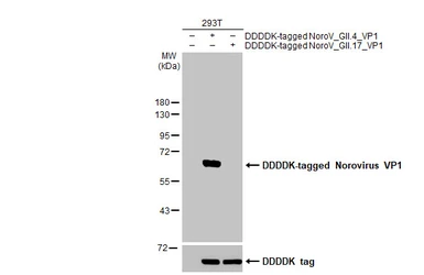 Anti-Norovirus VP1 antibody [HL1672] used in Western Blot (WB). GTX637271