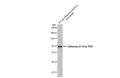 Anti-Influenza A virus PB1 protein antibody [HL1715] used in Western Blot (WB). GTX637314