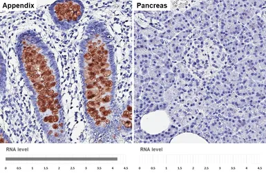 Anti-MUC2 antibody [HL1724] used in IHC (Paraffin sections) (IHC-P). GTX637372