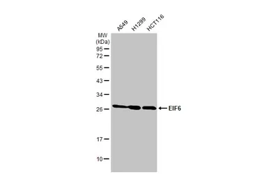 Anti-EIF6 antibody [HL1759] used in Western Blot (WB). GTX637409