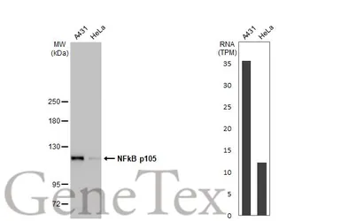 Anti-NFkB p105 antibody [HL1784] used in Western Blot (WB). GTX637436