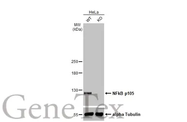 Anti-NFkB p105 antibody [HL1784] used in Western Blot (WB). GTX637436