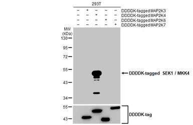 Anti-SEK1 / MKK4 antibody [HL1839] used in Western Blot (WB). GTX637564