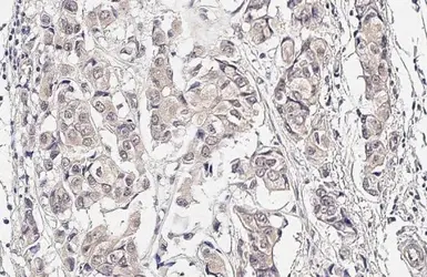 Anti-SEK1 / MKK4 antibody [HL1839] used in IHC (Paraffin sections) (IHC-P). GTX637564