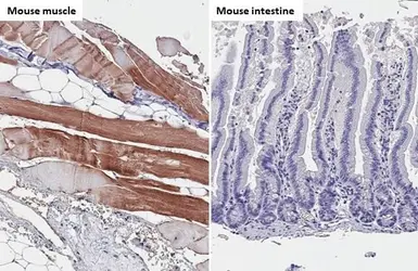 Anti-TRIM72 antibody [HL1853] used in IHC (Paraffin sections) (IHC-P). GTX637578