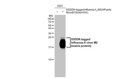 Anti-Influenza A virus M2 (matrix protein) antibody [HL1856] used in Western Blot (WB). GTX637581